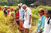 Kalladka students harvest paddy, to be used for midday meal